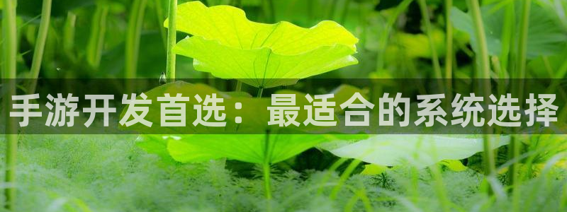 巅峰国际